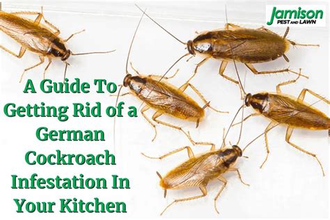 german bait twitter|How to Get Rid of German Cockroaches .